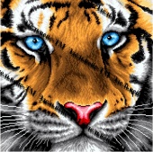 схема "пронзительный взгляд тигра" г-6089